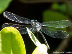 Pornothemis starrei