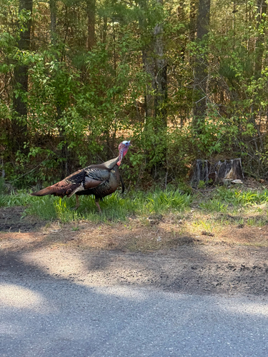 Narragansett Turkey