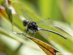 Pornothemis starrei