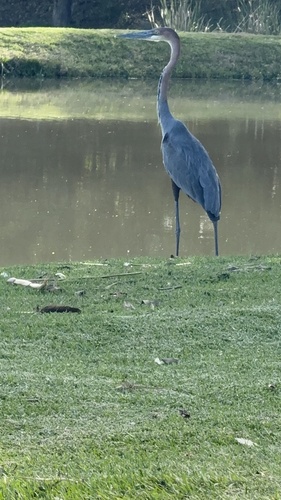 iNaturalist: (c) jahol, some rights reserved (CC BY-NC) iNaturalist image