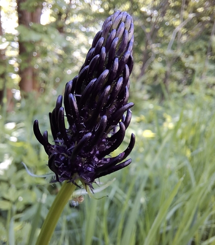 Black Rampion