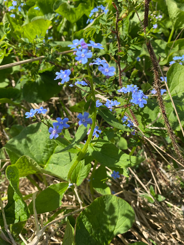 Brunnera sibirica