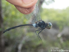 Pornothemis starrei