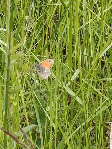 Small Heath