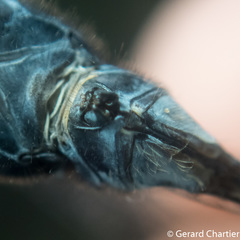 Pornothemis starrei