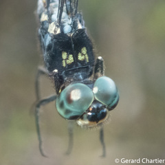 Pornothemis starrei