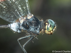 Pornothemis starrei