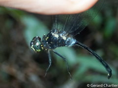 Pornothemis starrei