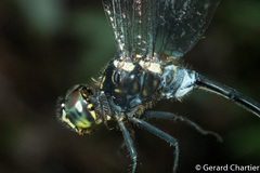 Pornothemis starrei