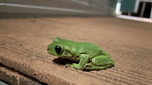 Green Tree Frog