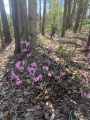 Rhododendron
