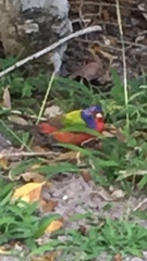 Passerina ciris