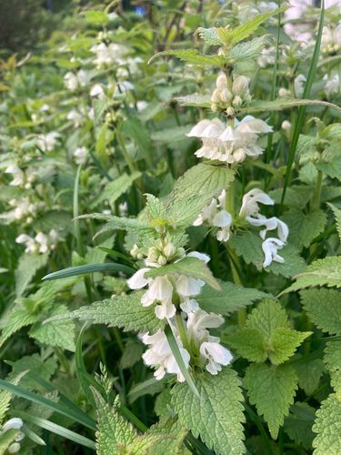 White deadnettle