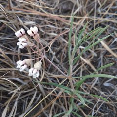 Asclepias senecionifolia