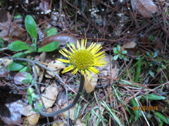Osbertia stolonifera