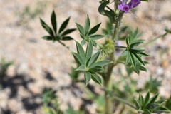 Lupinus arizonicus