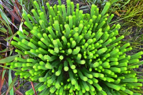 Image of Kogelbergia phylicoides by no rights reserved