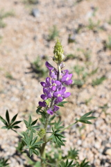 Lupinus arizonicus