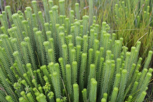 Image of Kogelbergia phylicoides by no rights reserved