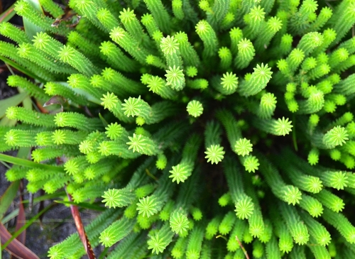 Image of Kogelbergia phylicoides by no rights reserved