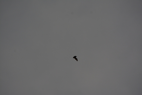 Pipistrellus javanicus observed 2026-05-16