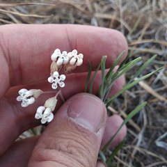 Asclepias senecionifolia