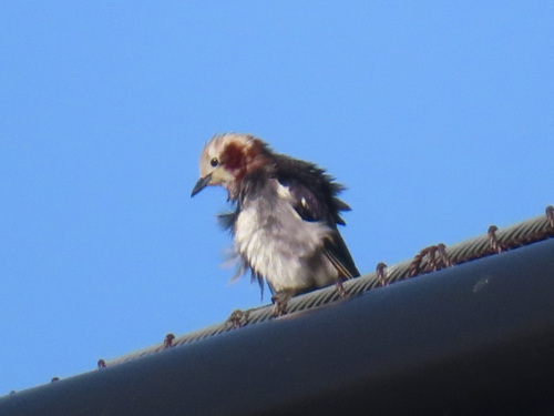 Chestnut-cheeked Starling (Agropsar philippensis), photo 7