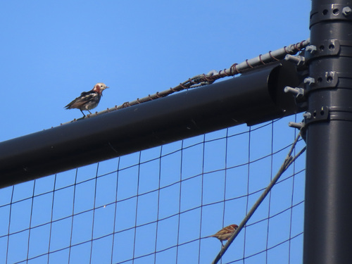 Chestnut-cheeked Starling (Agropsar philippensis), photo 8