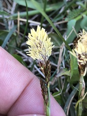 Carex caryophyllea