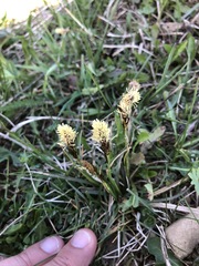 Carex caryophyllea