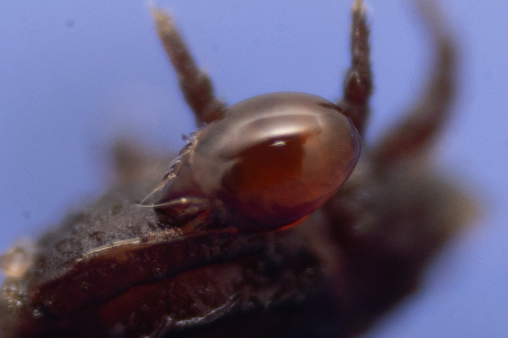 Ceratozetes parvulus