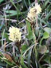 Carex caryophyllea