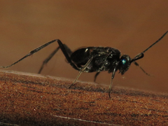 Evania appendigaster