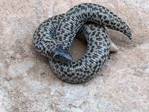 Checkerboard Worm Lizard (Western)