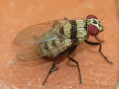 Anthomyia illocata