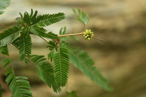 Calliandra spinosa