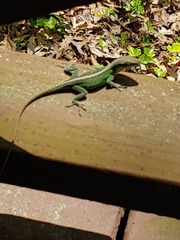 Anolis carolinensis