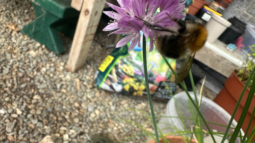 Common Carder Bumble Bee