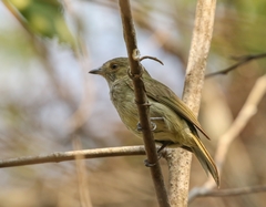 Pale-Bellied Tyrant-Manakin photo 2
