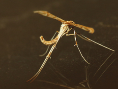 Pterophoridae