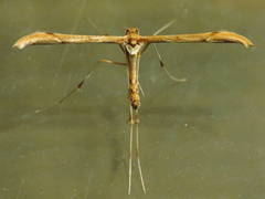 Pterophoridae