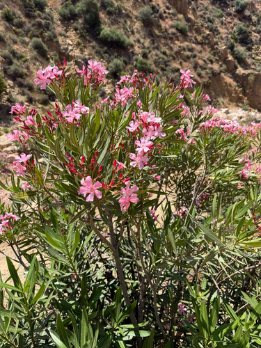 oleander