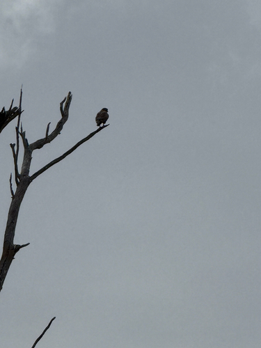 Brown Falcon
