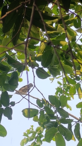 Jungle Babbler
