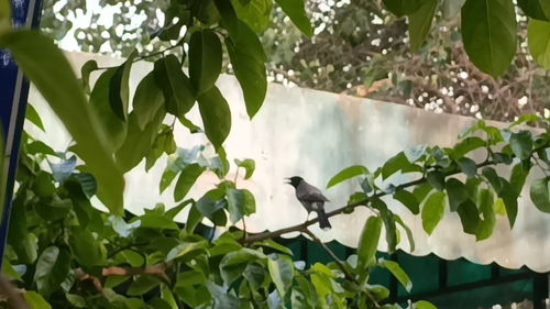 Red-vented Bulbul