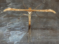 Pterophoridae