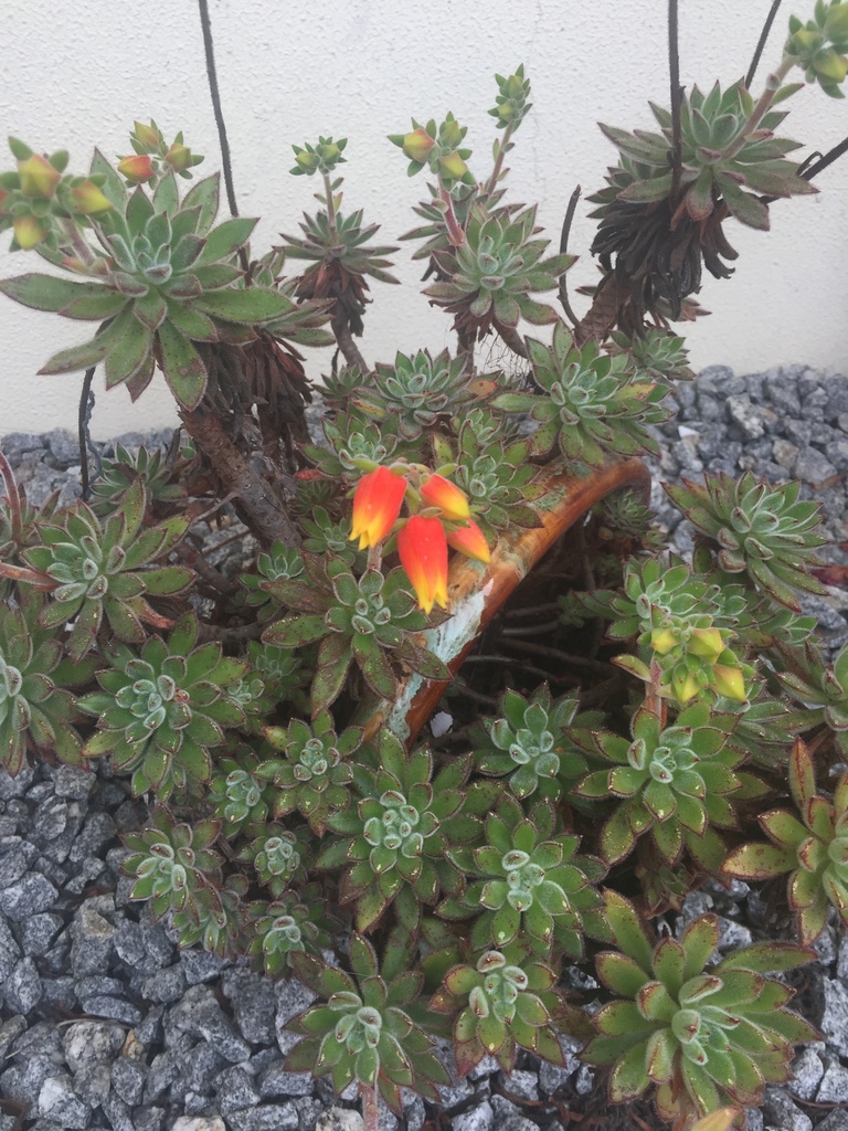 Echeveria pilosa