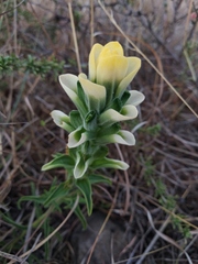Castilleja nervata