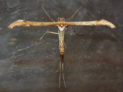 Pterophoridae