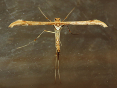Pterophoridae